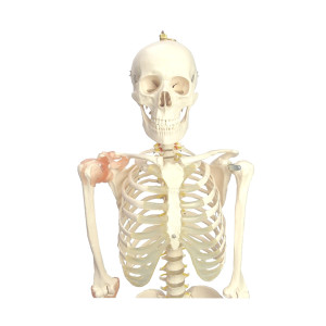 Esqueleto Humano Clasic Ii con Ligamentos